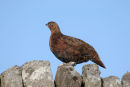 07-3817 Red Grouse (Lagopus scoticus) Teesdale County Durham